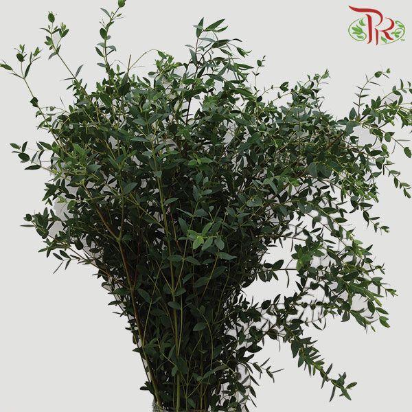 Eucalyptus - Parvifolia (Per Bunch)-China-prflorist.com.my