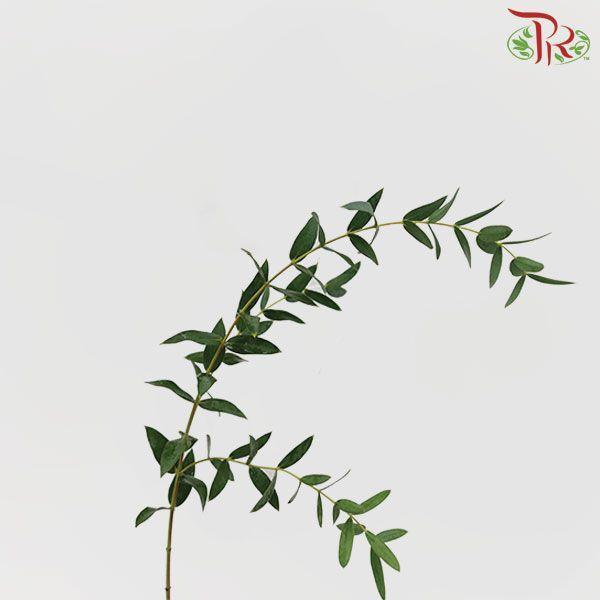 Eucalyptus - Parvifolia (Per Bunch)-China-prflorist.com.my