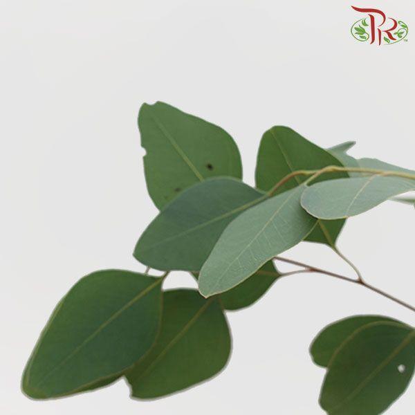 Eucalyptus - Silver Dollar (Per Bunch)-China-prflorist.com.my