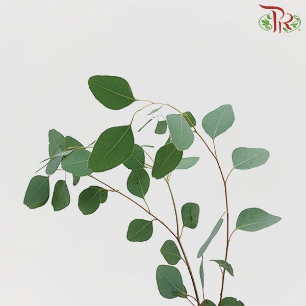 Eucalyptus - Silver Dollar (Per Bunch)-China-prflorist.com.my