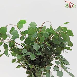 Eucalyptus - Silver Dollar (Per Bunch)-China-prflorist.com.my