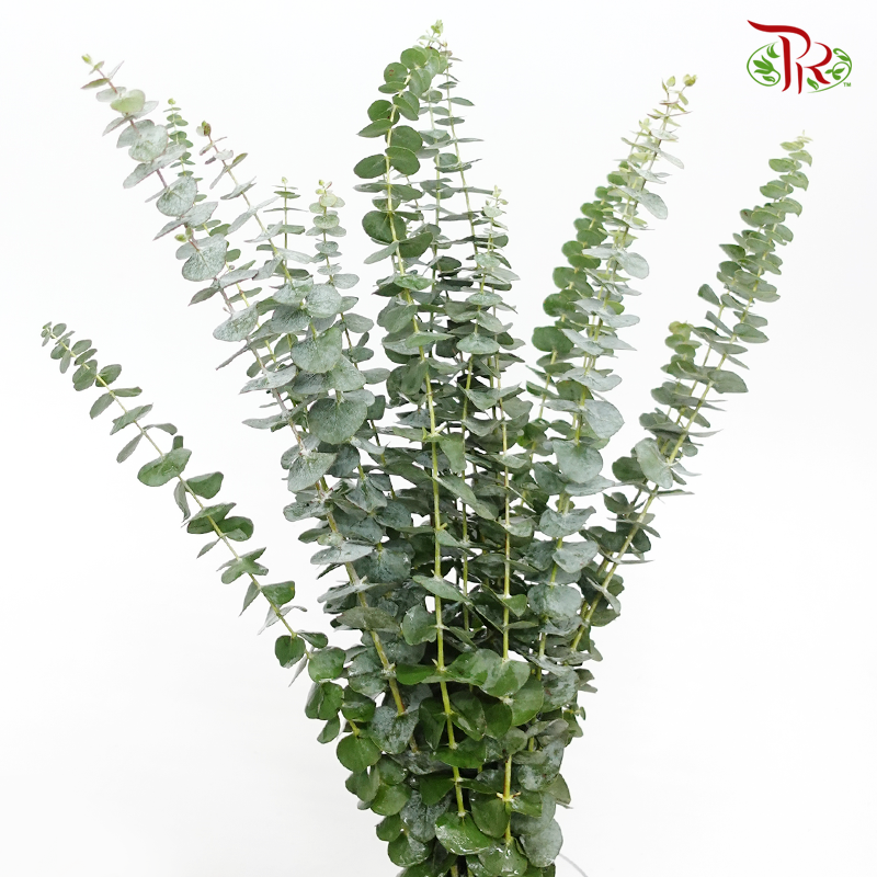 Eucalyptus Single - Baby Blue (Per Bunch)-China-prflorist.com.my