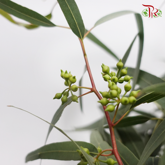 Eucalyptus With Berry (Per Bunch)-Green-China-prflorist.com.my