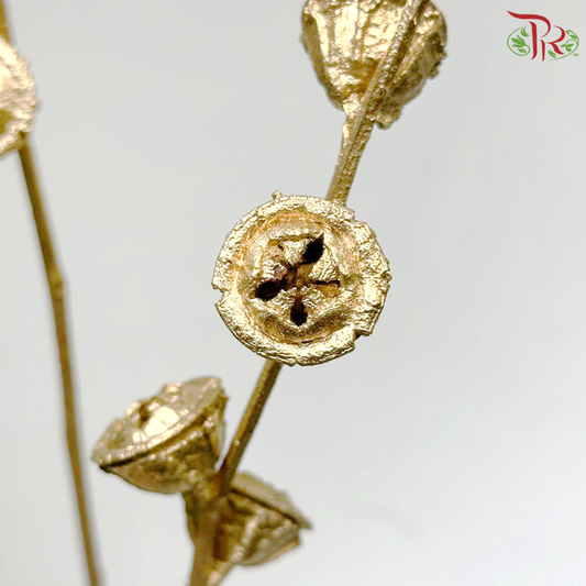 Dry Eucalyptus Nut - Dyed Gold (Per Bunch)