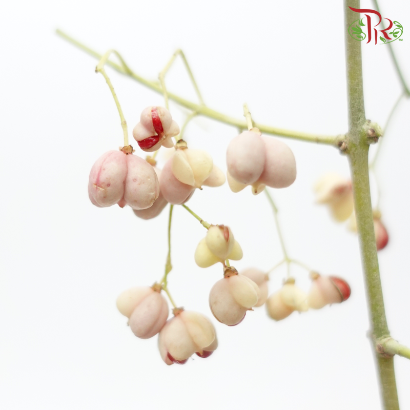 Euonymus Maackii (Bai Du Guo) - (Per Bunch)-China-prflorist.com.my