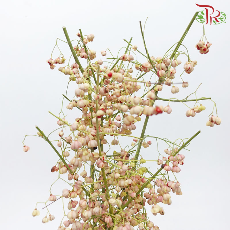 Euonymus Maackii (Bai Du Guo) - (Per Bunch)-China-prflorist.com.my