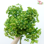 Euphorbia (5 Stems)-Netherland-prflorist.com.my