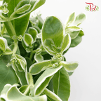 Euphorbia - Per Bunch-China-prflorist.com.my
