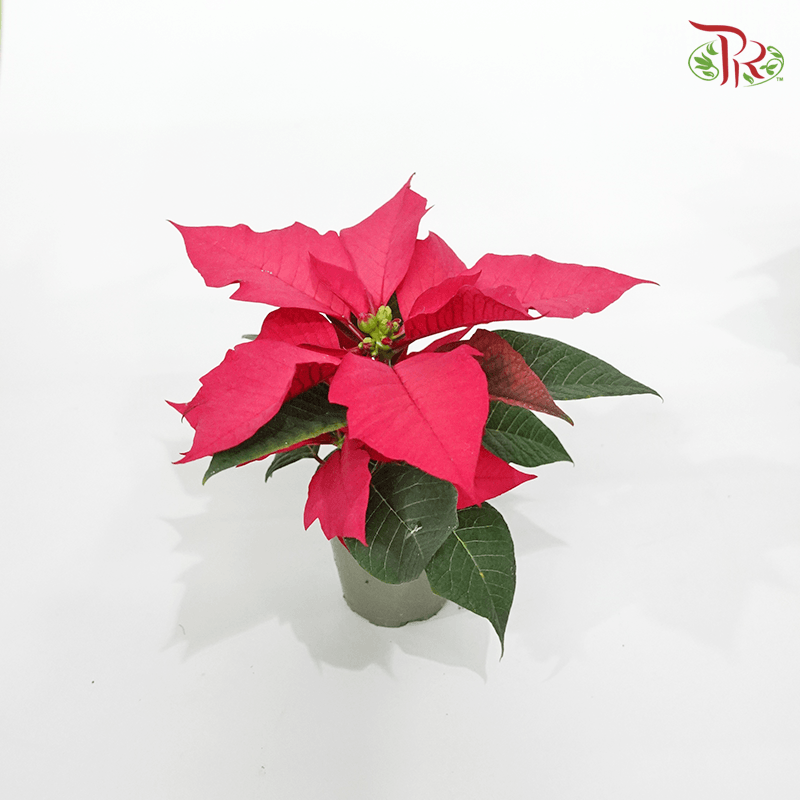 Euphorbia Pulcherrima Christmas Feeling Pink 《圣诞红》-Pudu Ria Florist-prflorist.com.my