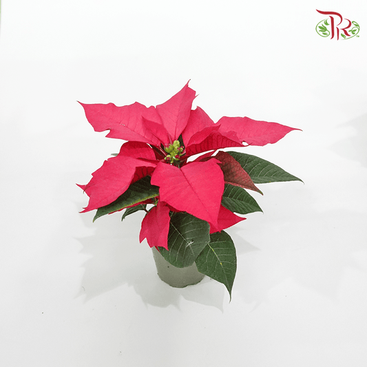 Euphorbia Pulcherrima Christmas Feeling Pink 《圣诞红》-Pudu Ria Florist-prflorist.com.my