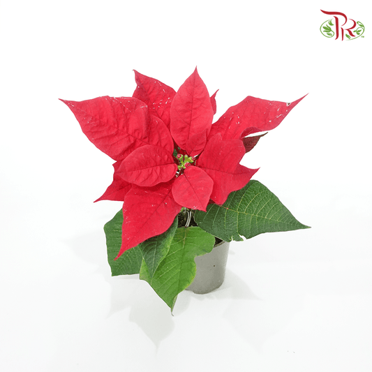 Euphorbia Pulcherrima Saturnus Red 《圣诞红》- Mini Poinsettia-Pudu Ria Florist-prflorist.com.my