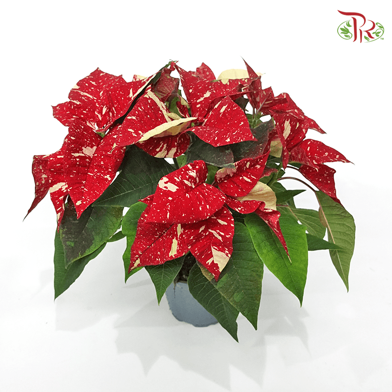 Euphorbia Pulcherrima Superba New Glitter 《圣诞红》P110-Pudu Ria Florist-prflorist.com.my
