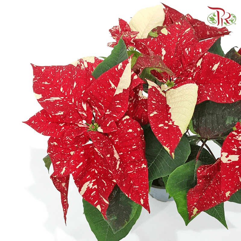 Euphorbia Pulcherrima Superba New Glitter 《圣诞红》P110-Pudu Ria Florist-prflorist.com.my