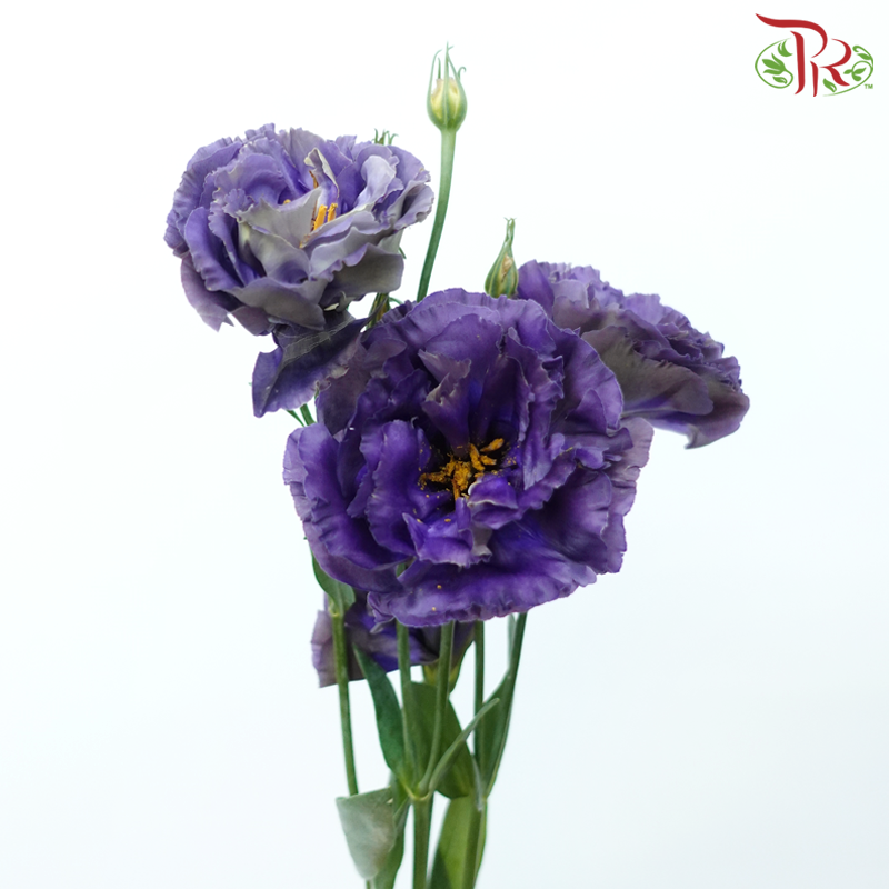 Eustoma Nessen - Dark Purple (500-600 Gram)