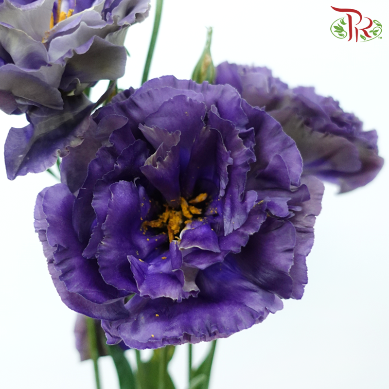 Eustoma Nessen - Dark Purple (500-600 Gram)