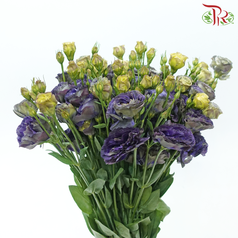 Eustoma Nessen - Dark Purple (500-600 Gram)