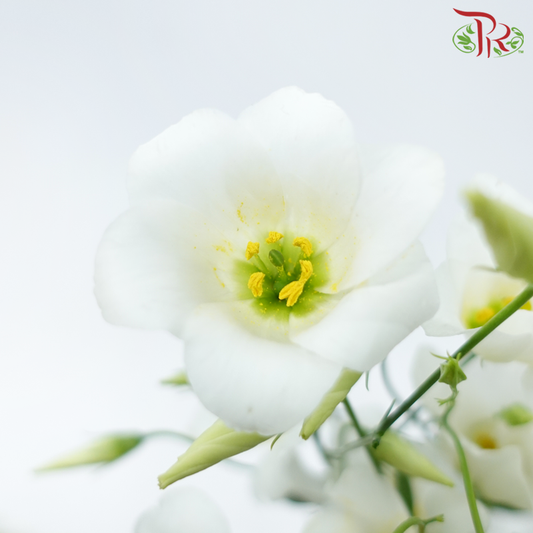 Eustoma Botanic - White (5 Stems)-White-Netherland-prflorist.com.my