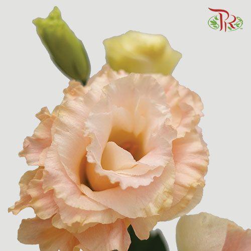 Eustoma - Champagne (650-750 Gram)-Champagne-China-prflorist.com.my