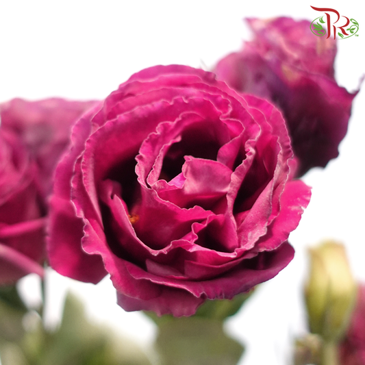 Eustoma - Dark Cherry Pink (650-750 Gram)-Pink-China-prflorist.com.my