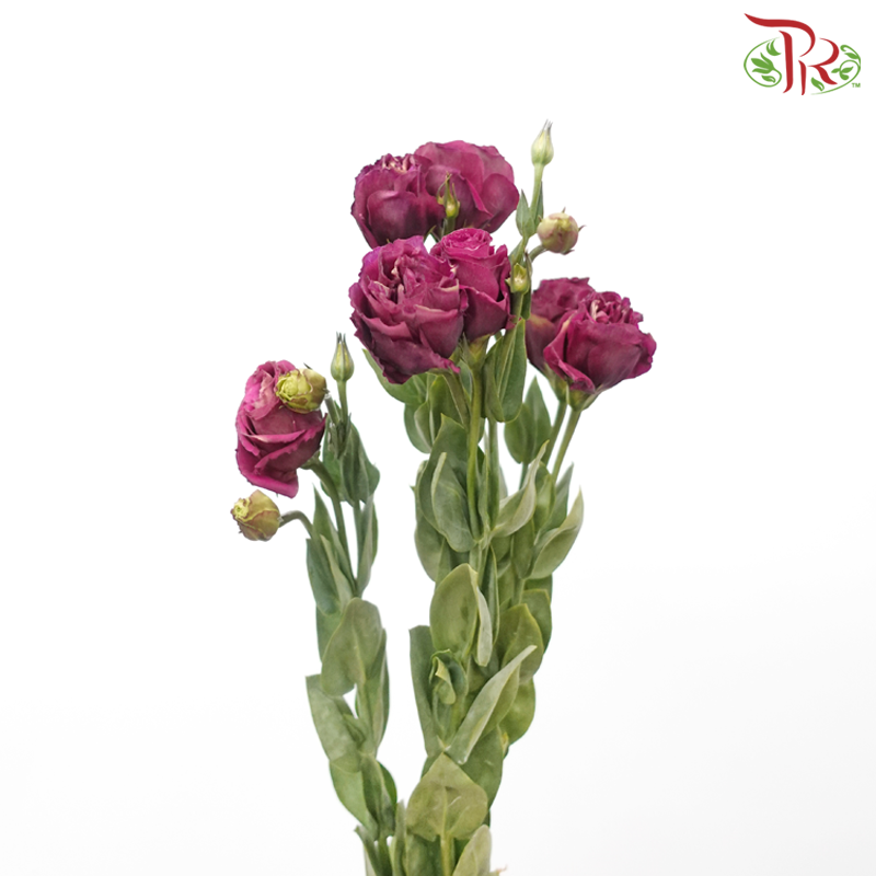 Eustoma - Dark Cherry Pink (650-750 Gram)-Pink-China-prflorist.com.my