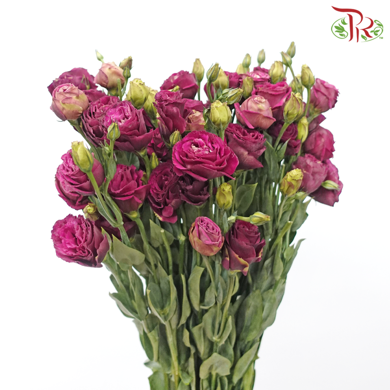 Eustoma - Dark Cherry Pink (650-750 Gram)-Pink-China-prflorist.com.my