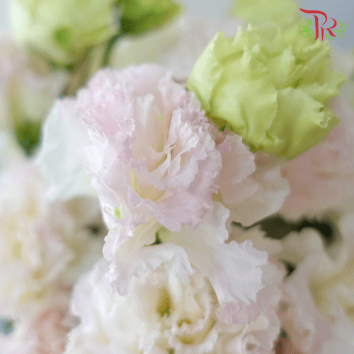 Eustoma - Ice Cream Wave Eustoma (650-750 Gram)-Pink-China-prflorist.com.my