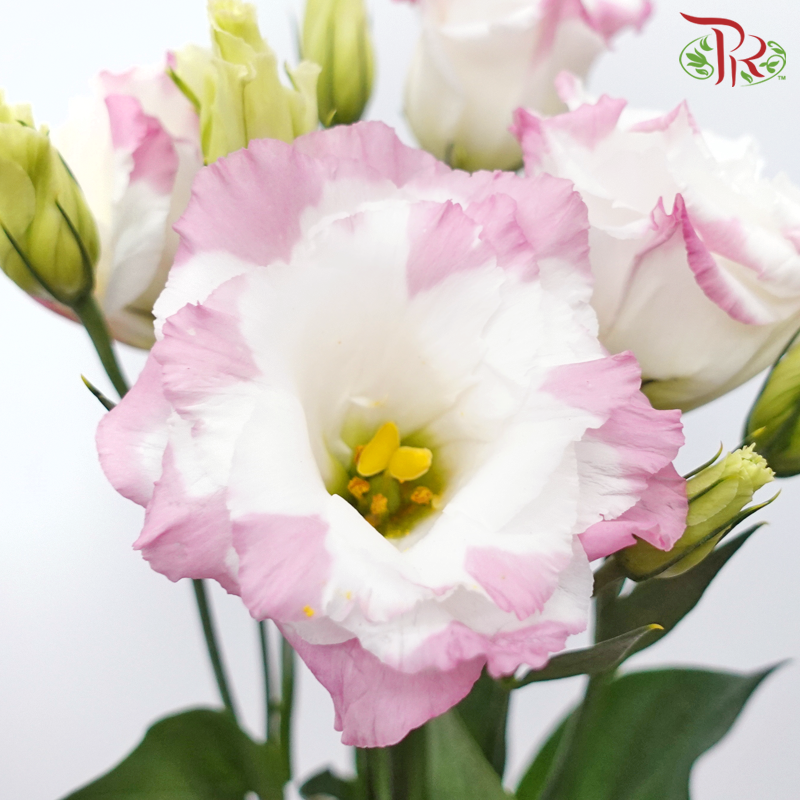Eustoma - Largo Pink Picotee (10 Stems)-Marble Pink-Vietnam-prflorist.com.my