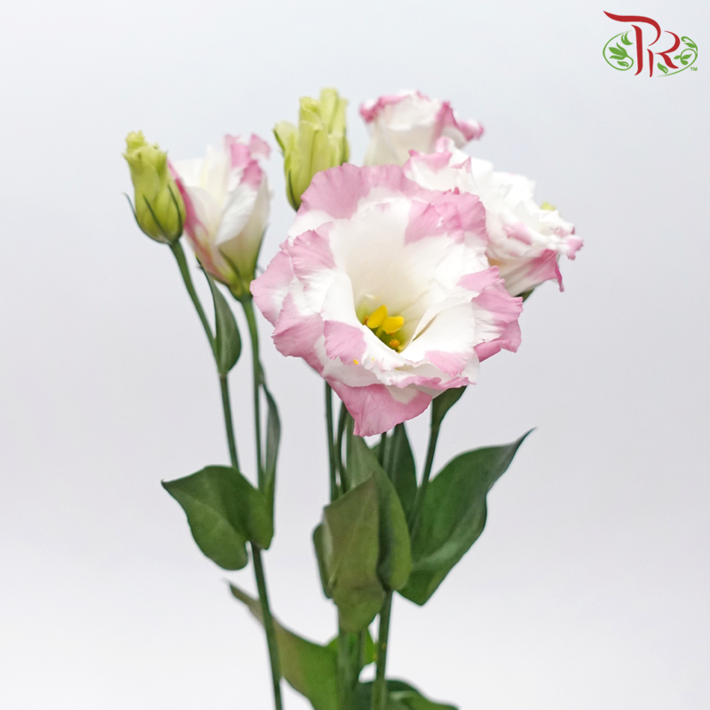 Eustoma - Largo Pink Picotee (10 Stems)-Marble Pink-Vietnam-prflorist.com.my