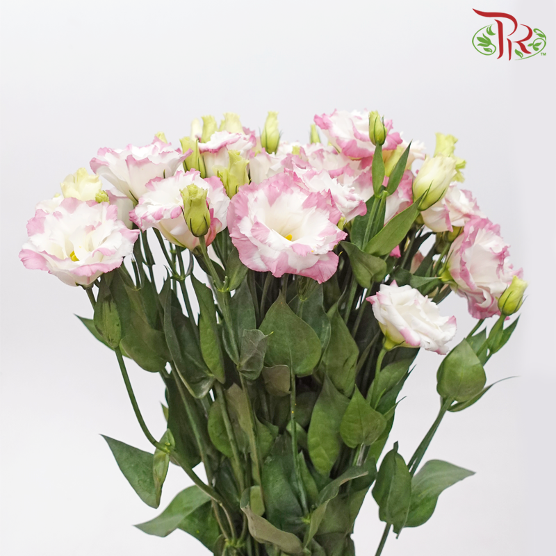 Eustoma - Largo Pink Picotee (10 Stems)-Marble Pink-Vietnam-prflorist.com.my