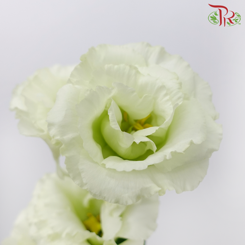 Eustoma - Light Pastel Green (10 Stems)-Green-Taiwan-prflorist.com.my