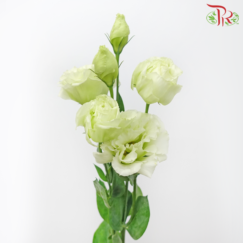 Eustoma - Light Pastel Green (10 Stems)-Green-Taiwan-prflorist.com.my