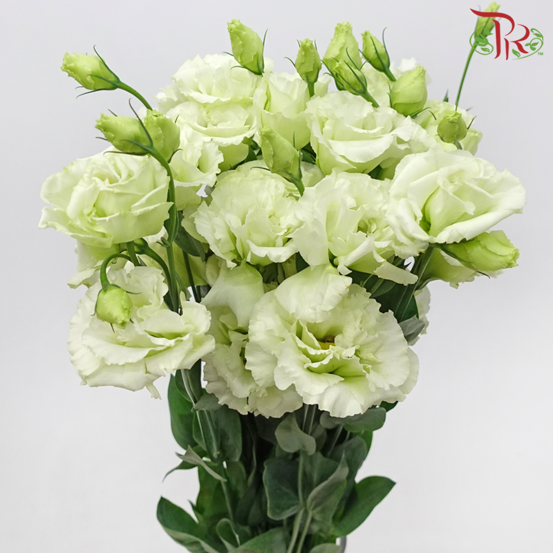 Eustoma - Light Pastel Green (10 Stems)-Green-Taiwan-prflorist.com.my