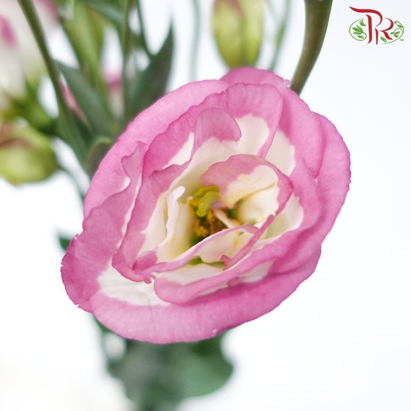 Eustoma - Marble Pink (650-750 Gram)-Pink / White-China-prflorist.com.my