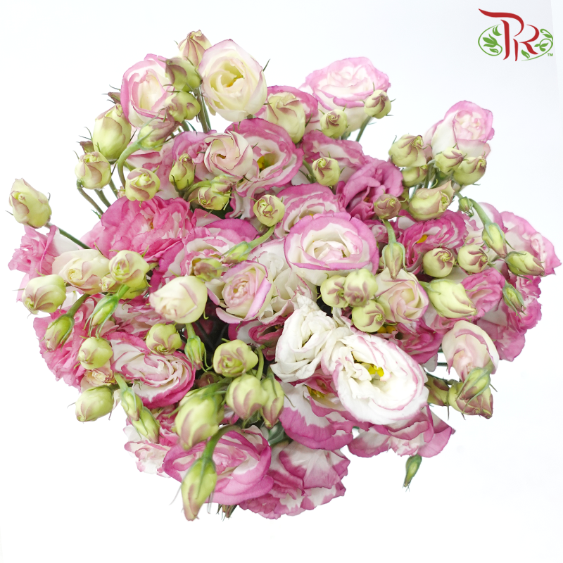 Eustoma - Marble Pink (650-750 Gram)-Pink / White-China-prflorist.com.my