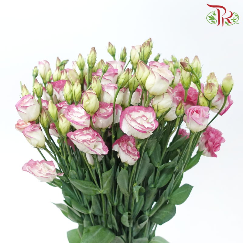 Eustoma - Marble Pink (650-750 Gram)-Pink / White-China-prflorist.com.my