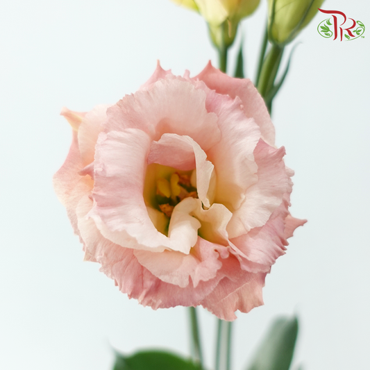 Eustoma Nessen - Champagne (500-600 Gram)-Champagne / Peach-China-prflorist.com.my