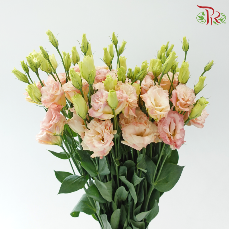 Eustoma Nessen - Champagne (500-600 Gram)-Champagne / Peach-China-prflorist.com.my