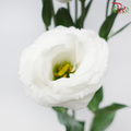 Eustoma Nessen - White (650-750 Gram)-White-China-prflorist.com.my