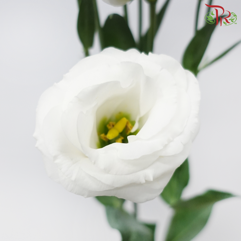 Eustoma Nessen - White (650-750 Gram)-White-China-prflorist.com.my