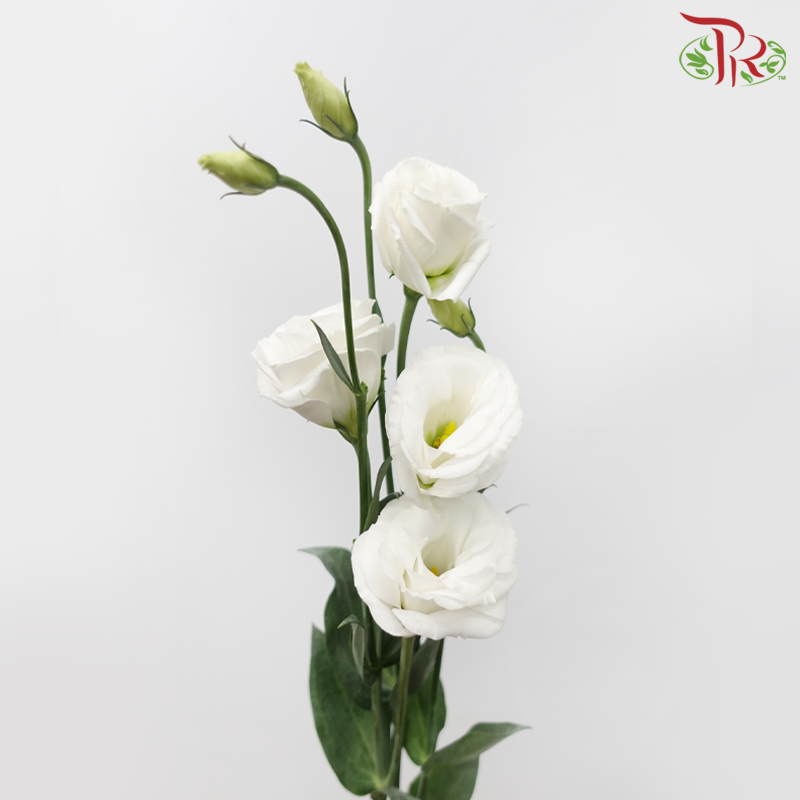 Eustoma Nessen - White (650-750 Gram)-White-China-prflorist.com.my