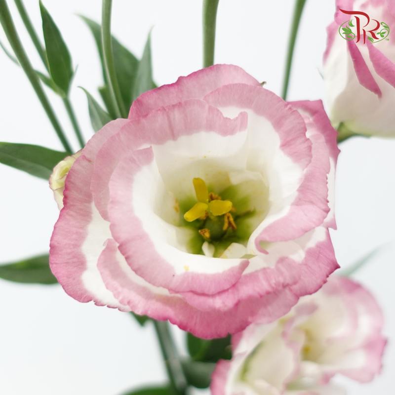 Eustoma Nessen - White With Pink Outline (500-600 Gram)-White With Pink Outline-China-prflorist.com.my