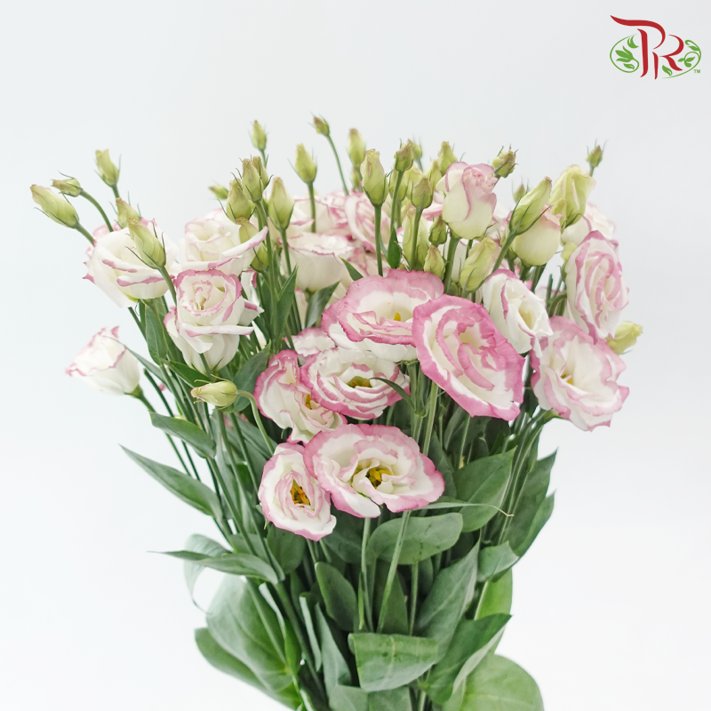 Eustoma Nessen - White With Pink Outline (500-600 Gram)-White With Pink Outline-China-prflorist.com.my