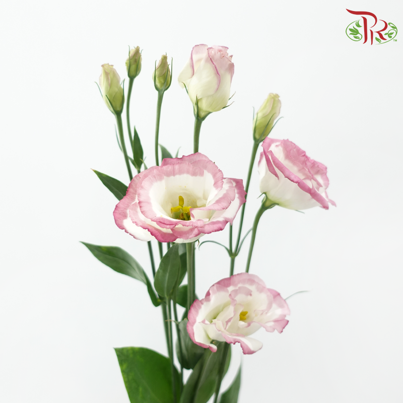 Eustoma Nessen - White With Pink Outline (500-600 Gram)-White With Pink Outline-China-prflorist.com.my