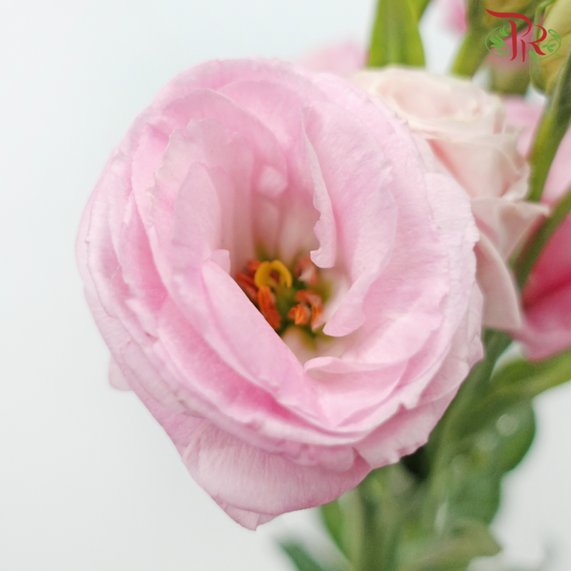 Eustoma - Pink (650-750 Gram)-Pink-China-prflorist.com.my