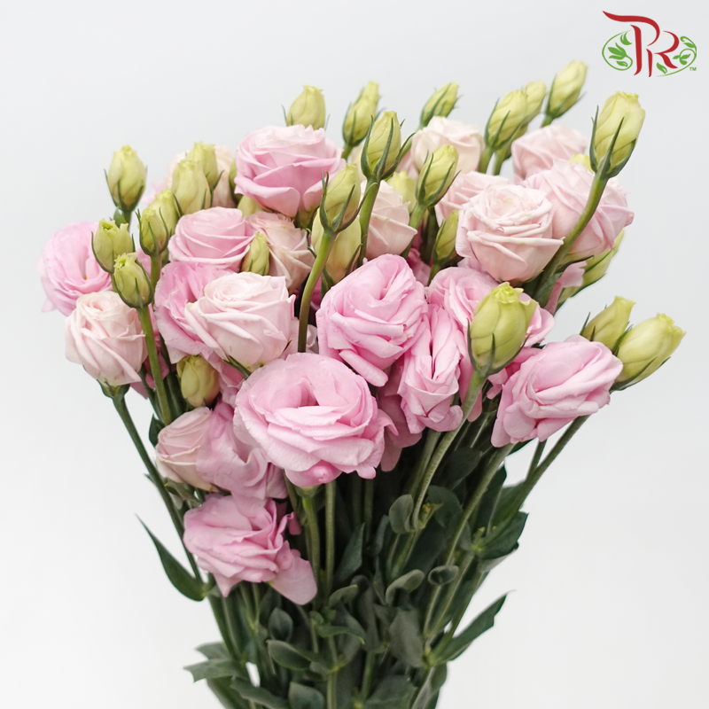 Eustoma - Pink (650-750 Gram)-Pink-China-prflorist.com.my