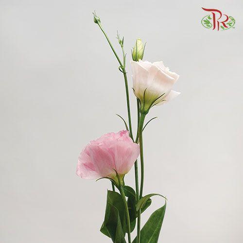 Eustoma - Pink (650-750 Gram)-Pink-China-prflorist.com.my