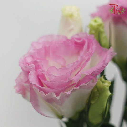 Eustoma - Pink Outline (650-750 Gram)-Pink-China-prflorist.com.my