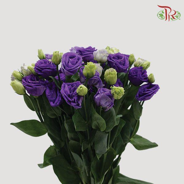 Eustoma - Purple (10 Stems)-Purple-Vietnam-prflorist.com.my