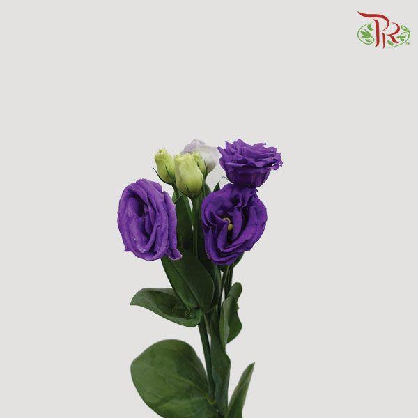 Eustoma - Purple (10 Stems)-Purple-Vietnam-prflorist.com.my