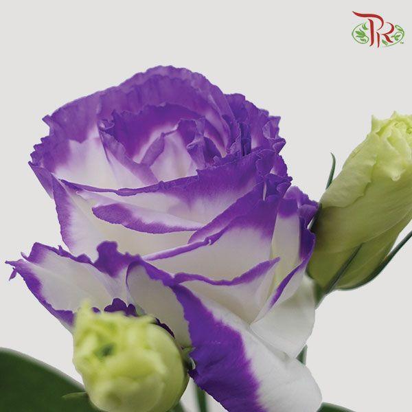 Eustoma - Purple & White (650-750 Gram)-Purple-China-prflorist.com.my